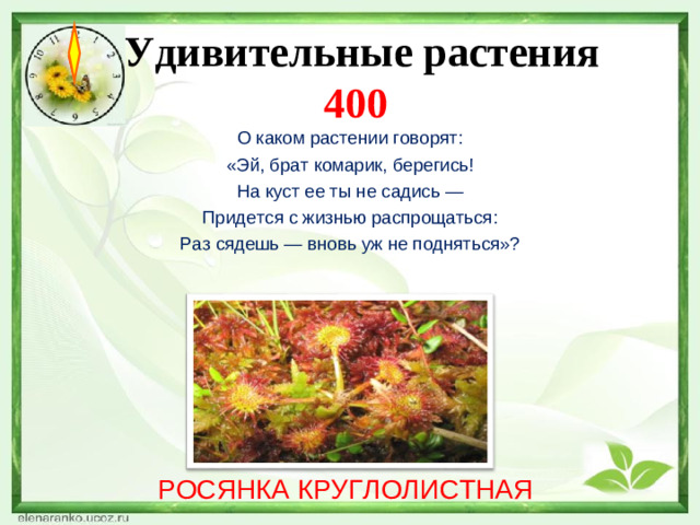 Удивительные растения  400 О каком растении говорят: «Эй, брат комарик, берегись! На куст ее ты не садись — Придется с жизнью распрощаться: Раз сядешь — вновь уж не подняться»? РОСЯНКА КРУГЛОЛИСТНАЯ