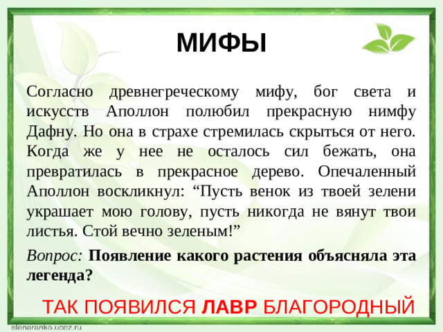 МИФЫ Согласно древнегреческому мифу, бог света и искусств Аполлон полюбил прекрасную нимфу Дафну. Но она в страхе стремилась скрыться от него. Когда же у нее не осталось сил бежать, она превратилась в прекрасное дерево. Опечаленный Аполлон воскликнул: “Пусть венок из твоей зелени украшает мою голову, пусть никогда не вянут твои листья. Стой вечно зеленым!” Вопрос:  Появление какого растения объясняла эта легенда? ТАК ПОЯВИЛСЯ ЛАВР БЛАГОРОДНЫЙ