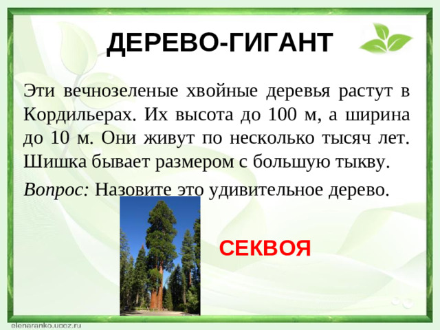 ДЕРЕВО-ГИГАНТ Эти вечнозеленые хвойные деревья растут в Кордильерах. Их высота до 100 м, а ширина до 10 м. Они живут по несколько тысяч лет. Шишка бывает размером с большую тыкву. Вопрос: Назовите это удивительное дерево. СЕКВОЯ