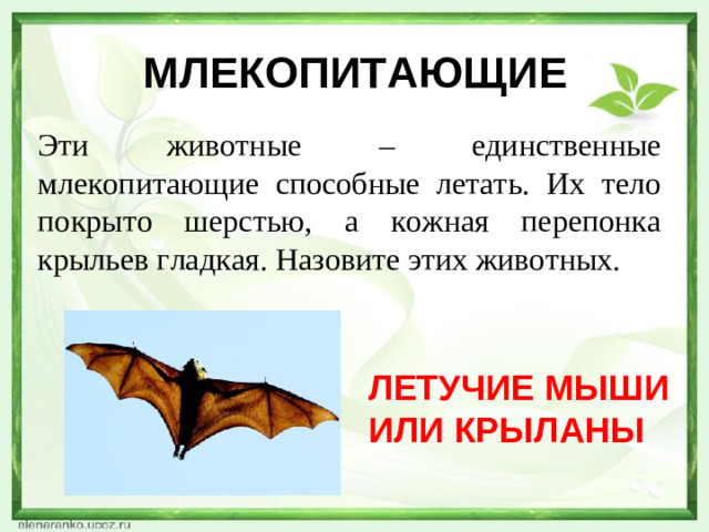 МЛЕКОПИТАЮЩИЕ Эти животные – единственные млекопитающие способные летать. Их тело покрыто шерстью, а кожная перепонка крыльев гладкая. Назовите этих животных. ЛЕТУЧИЕ МЫШИ ИЛИ КРЫЛАНЫ