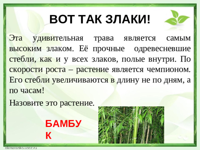 ВОТ ТАК ЗЛАКИ! Эта удивительная трава является самым высоким злаком. Её прочные одревесневшие стебли, как и у всех злаков, полые внутри. По скорости роста – растение является чемпионом. Его стебли увеличиваются в длину не по дням, а по часам! Назовите это растение. БАМБУК