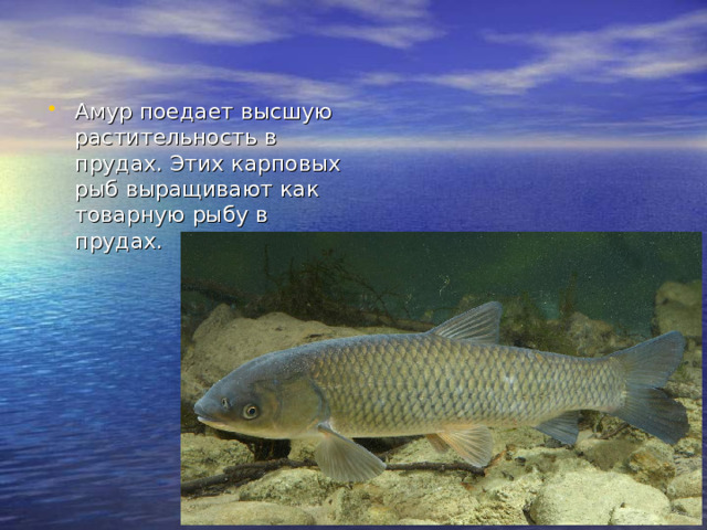 Амур поедает высшую растительность в прудах. Этих карповых рыб выращивают как товарную рыбу в прудах.