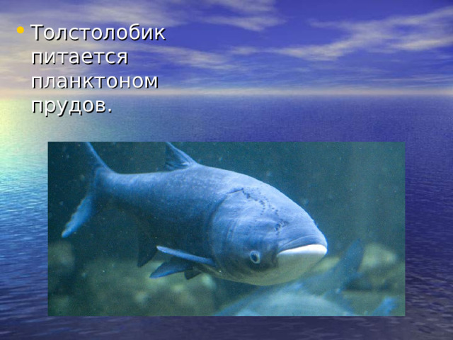 Толстолобик питается планктоном прудов.