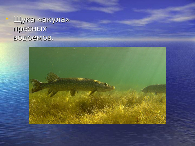 Щука «акула» пресных водоемов.