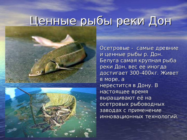 Ценные рыбы реки Дон Осетровые - самые древние и ценные рыбы р. Дон. Белуга самая крупная рыба реки Дон, вес ее иногда достигает 300-400кг. Живет в море, а нерестится в Дону. В настоящее время выращивают её на осетровых рыбоводных заводах с применение инновационных технологий.