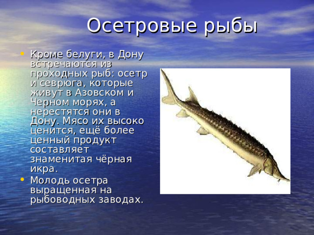 Осетровые рыбы
