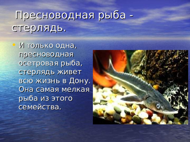 Пресноводная рыба - стерлядь.