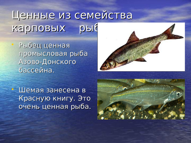 Ценные из семейства карповых рыбы.