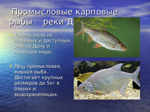 Промысловые карповые рыбы реки Дон.