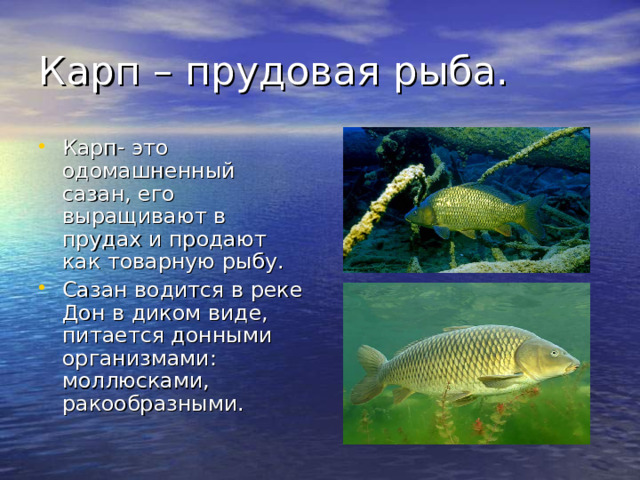Карп – прудовая рыба.