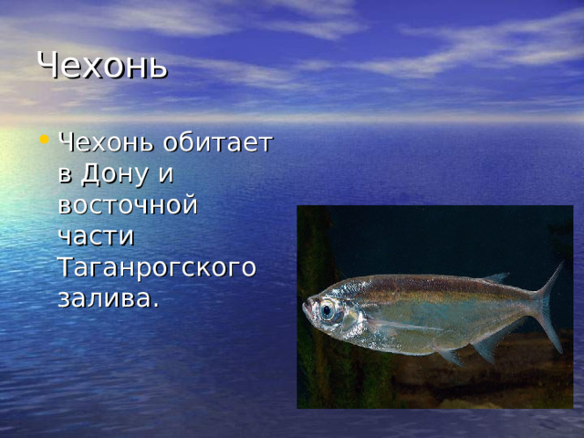 Чехонь