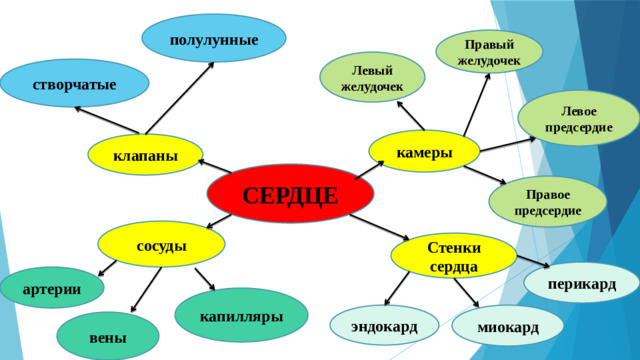 полулунные Правый желудочек Левый желудочек створчатые Левое предсердие камеры клапаны СЕРДЦЕ Правое предсердие сосуды Стенки сердца перикард артерии капилляры эндокард миокард вены