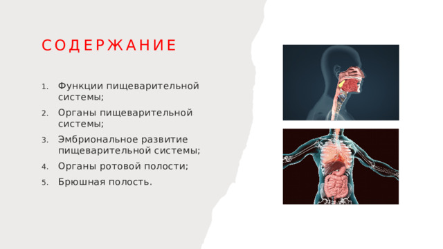 Содержание Функции пищеварительной системы; Органы пищеварительной системы; Эмбриональное развитие пищеварительной системы; Органы ротовой полости; Брюшная полость. 1
