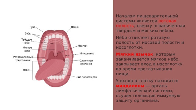 Началом пищеварительной системы является ротовая полость , сверху ограниченная твердым и мягким нёбом. Нёбо отделяет ротовую полость от носовой полости и носоглотки. Мягкий язычок , которым заканчивается мягкое небо, закрывает вход в носоглотку во время проглатывания пищи. У входа в глотку находятся миндалины — органы лимфатической системы, осуществляющие иммунную защиту организма. 1