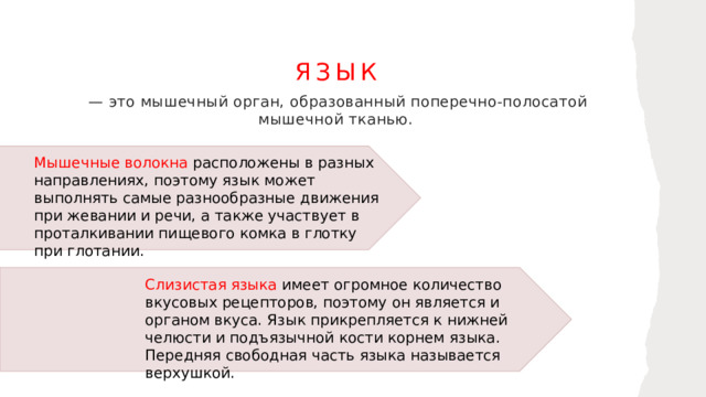 Язык  — это мышечный орган, образованный поперечно-полосатой мышечной тканью. Мышечные волокна расположены в разных направлениях, поэтому язык может выполнять самые разнообразные движения при жевании и речи, а также участвует в проталкивании пищевого комка в глотку при глотании. Слизистая языка имеет огромное количество вкусовых рецепторов, поэтому он является и органом вкуса. Язык прикрепляется к нижней челюсти и подъязычной кости корнем языка. Передняя свободная часть языка называется верхушкой.