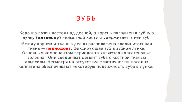 Зубы Коронка возвышается над десной, а корень погружен в зубную лунку (альвеолу) челюстной кости и удерживает в ней зуб. Между корнем и тканью десны расположена соединительная ткань — периодонт , фиксирующая зуб в зубной лунке. Основным компонентом периодонта являются коллагеновые волокна. Они соединяют цемент зуба с костной тканью альвеолы. Несмотря на отсутствие эластичности, волокна коллагена обеспечивают некоторую подвижность зуба в лунке.