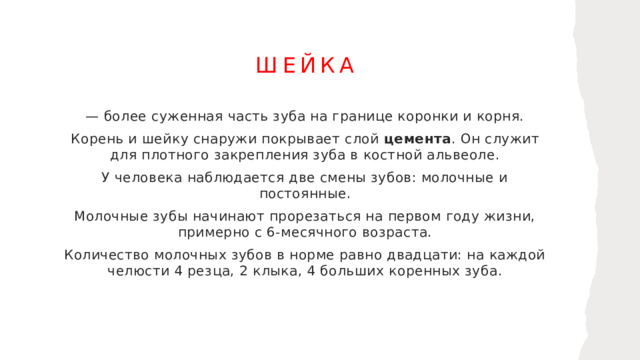 шейка — более суженная часть зуба на границе коронки и корня. Корень и шейку снаружи покрывает слой цемента . Он служит для плотного закрепления зуба в костной альвеоле. У человека наблюдается две смены зубов: молочные и постоянные. Молочные зубы начинают прорезаться на первом году жизни, примерно с 6-месячного возраста. Количество молочных зубов в норме равно двадцати: на каждой челюсти 4 резца, 2 клыка, 4 больших коренных зуба. 1