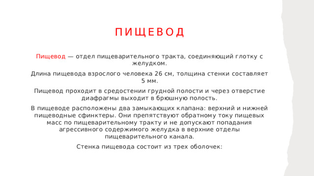 Пищевод Пищевод — отдел пищеварительного тракта, соединяющий глотку с желудком. Длина пищевода взрослого человека 26 см, толщина стенки составляет 5 мм. Пищевод проходит в средостении грудной полости и через отверстие диафрагмы выходит в брюшную полость. В пищеводе расположены два замыкающих клапана: верхний и нижней пищеводные сфинктеры. Они препятствуют обратному току пищевых масс по пищеварительному тракту и не допускают попадания агрессивного содержимого желудка в верхние отделы пищеварительного канала. Стенка пищевода состоит из трех оболочек: 1