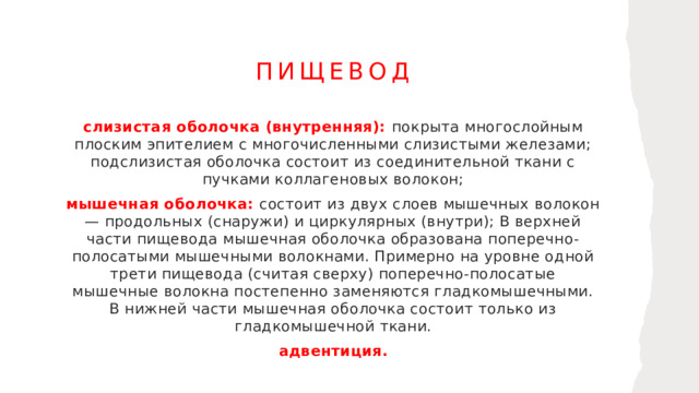 Пищевод слизистая оболочка (внутренняя): покрыта многослойным плоским эпителием с многочисленными слизистыми железами; подслизистая оболочка состоит из соединительной ткани с пучками коллагеновых волокон; мышечная оболочка:  состоит из двух слоев мышечных волокон — продольных (снаружи) и циркулярных (внутри); В верхней части пищевода мышечная оболочка образована поперечно-полосатыми мышечными волокнами. Примерно на уровне одной трети пищевода (считая сверху) поперечно-полосатые мышечные волокна постепенно заменяются гладкомышечными. В нижней части мышечная оболочка состоит только из гладкомышечной ткани. адвентиция. 1