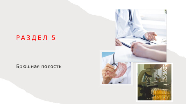 Раздел 5 Брюшная полость 1
