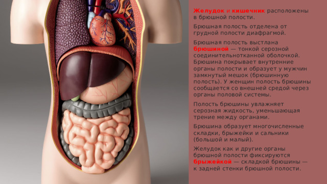 Желудок и кишечник  расположены в брюшной полости. Брюшная полость отделена от грудной полости диафрагмой. Брюшная полость выстлана брюшиной — тонкой серозной соединительнотканной оболочкой. Брюшина покрывает внутренние органы полости и образует у мужчин замкнутый мешок (брюшинную полость). У женщин полость брюшины сообщается со внешней средой через органы половой системы. Полость брюшины увлажняет серозная жидкость, уменьшающая трение между органами. Брюшина образует многочисленные складки, брыжейки и сальники (большой и малый). Желудок как и другие органы брюшной полости фиксируются брыжейкой — складкой брюшины — к задней стенки брюшной полости. 1