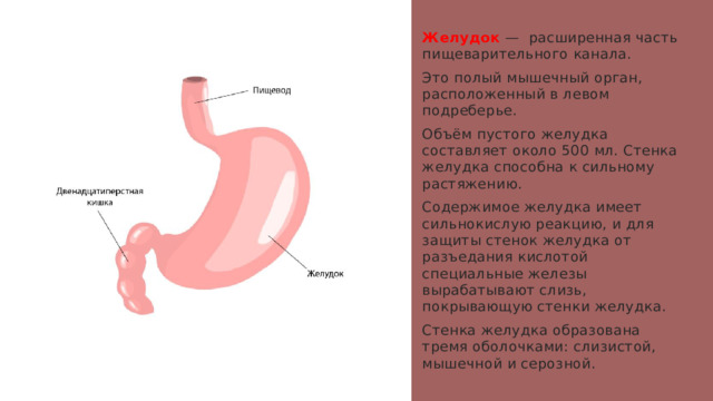 Желудок — расширенная часть пищеварительного канала. Это полый мышечный орган, расположенный в левом подреберье. Объём пустого желудка составляет около 500 мл. Стенка желудка способна к сильному растяжению. Содержимое желудка имеет сильнокислую реакцию, и для защиты стенок желудка от разъедания кислотой специальные железы вырабатывают слизь, покрывающую стенки желудка. Стенка желудка образована тремя оболочками: слизистой, мышечной и серозной. 1