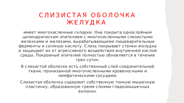 Слизистая оболочка желудка имеет многочисленные складки. Она покрыта однослойным цилиндрическим эпителием с многочисленными слизистыми железками и железами, вырабатывающими пищеварительные ферменты и соляную кислоту. Слизь покрывает стенки желудка и защищает их от агрессивного воздействия внутренней кислой среды. Покровный эпителий полностью обновляется в течение трех суток. В слизистой оболочке есть собственный слой соединительной ткани, пронизанной многочисленными кровеносными и лимфатическими сосудами. Слизистая оболочка содержит собственную тонкую мышечную пластинку, образованную тремя слоями гладкомышечных волокон. 1