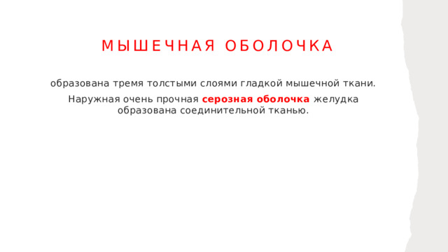 Мышечная оболочка образована тремя толстыми слоями гладкой мышечной ткани. Наружная очень прочная серозная оболочка желудка образована соединительной тканью. 1