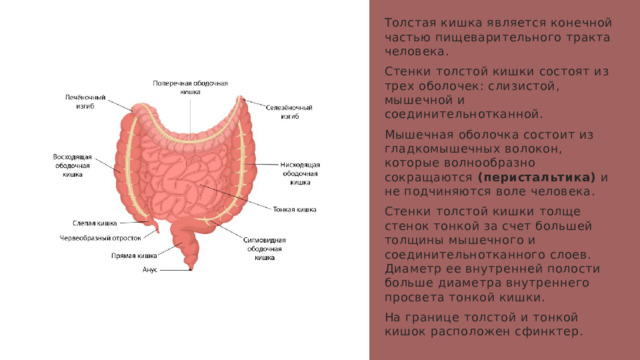 Толстая кишка является конечной частью пищеварительного тракта человека. Стенки толстой кишки состоят из трех оболочек: слизистой, мышечной и соединительнотканной. Мышечная оболочка состоит из гладкомышечных волокон, которые волнообразно сокращаются (перистальтика) и не подчиняются воле человека. Стенки толстой кишки толще стенок тонкой за счет большей толщины мышечного и соединительнотканного слоев. Диаметр ее внутренней полости больше диаметра внутреннего просвета тонкой кишки. На границе толстой и тонкой кишок расположен сфинктер. 1