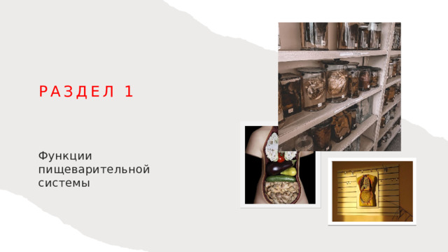 Раздел 1 Функции пищеварительной системы 1