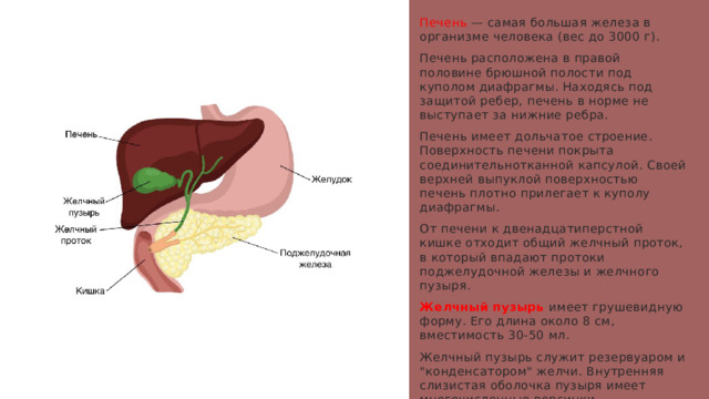 Печень — самая большая железа в организме человека (вес до 3000 г). Печень расположена в правой половине брюшной полости под куполом диафрагмы. Находясь под защитой ребер, печень в норме не выступает за нижние ребра. Печень имеет дольчатое строение. Поверхность печени покрыта соединительнотканной капсулой. Своей верхней выпуклой поверхностью печень плотно прилегает к куполу диафрагмы. От печени к двенадцатиперстной кишке отходит общий желчный проток, в который впадают протоки поджелудочной железы и желчного пузыря. Желчный пузырь имеет грушевидную форму. Его длина около 8 см, вместимость 30-50 мл. Желчный пузырь служит резервуаром и 