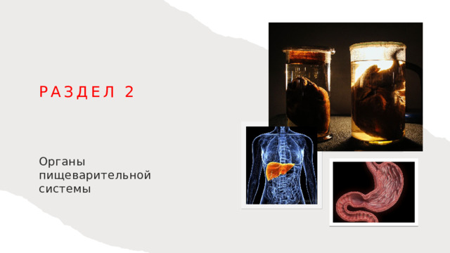 Раздел 2 Органы пищеварительной системы 1