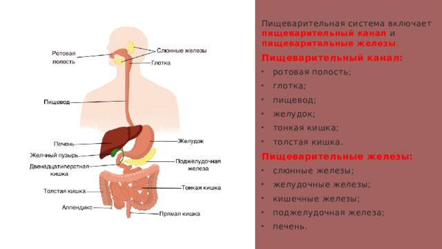 Пищеварительная система включает пищеварительный канал и пищеварительные железы . Пищеварительный канал: ротовая полость; глотка; пищевод; желудок; тонкая кишка; толстая кишка. Пищеварительные железы: слюнные железы; желудочные железы; кишечные железы; поджелудочная железа; печень. 1