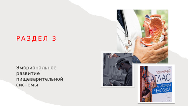 Раздел 3 Эмбриональное развитие пищеварительной системы 1