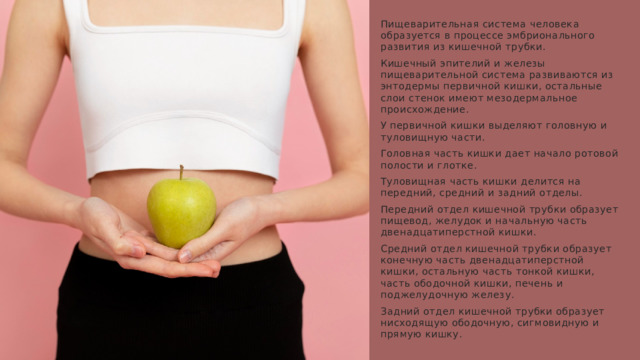 Пищеварительная система человека образуется в процессе эмбрионального развития из кишечной трубки. Кишечный эпителий и железы пищеварительной система развиваются из энтодермы первичной кишки, остальные слои стенок имеют мезодермальное происхождение. У первичной кишки выделяют головную и туловищную части. Головная часть кишки дает начало ротовой полости и глотке. Туловищная часть кишки делится на передний, средний и задний отделы. Передний отдел кишечной трубки образует пищевод, желудок и начальную часть двенадцатиперстной кишки. Средний отдел кишечной трубки образует конечную часть двенадцатиперстной кишки, остальную часть тонкой кишки, часть ободочной кишки, печень и поджелудочную железу. Задний отдел кишечной трубки образует нисходящую ободочную, сигмовидную и прямую кишку. 1