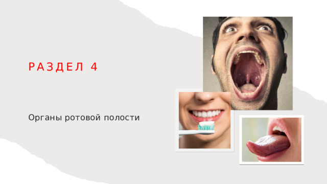 Раздел 4 Органы ротовой полости 1