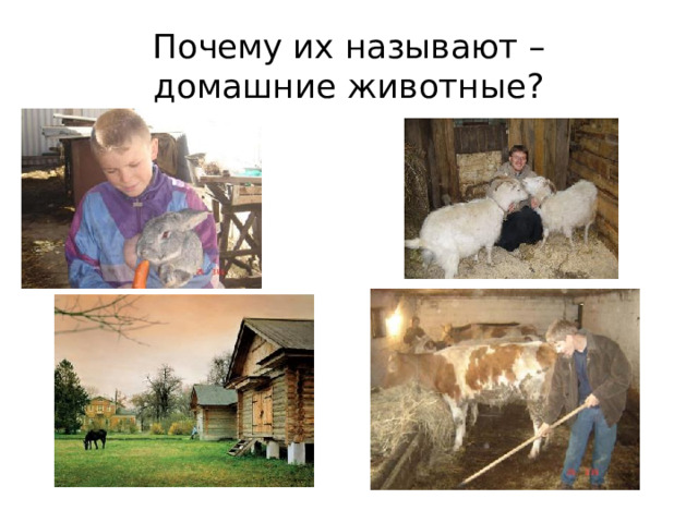 Почему их называют –  домашние животные?