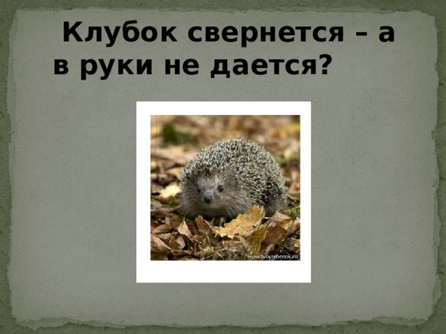 Клубок свернется – а в руки не дается? В клубок свернется –а в руки не дается