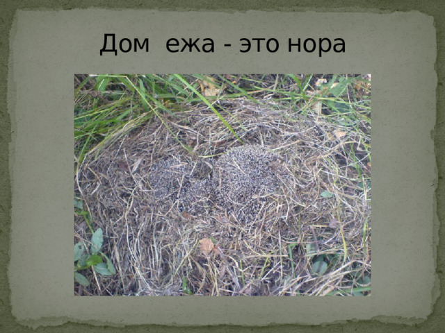 Дом ежа - это нора