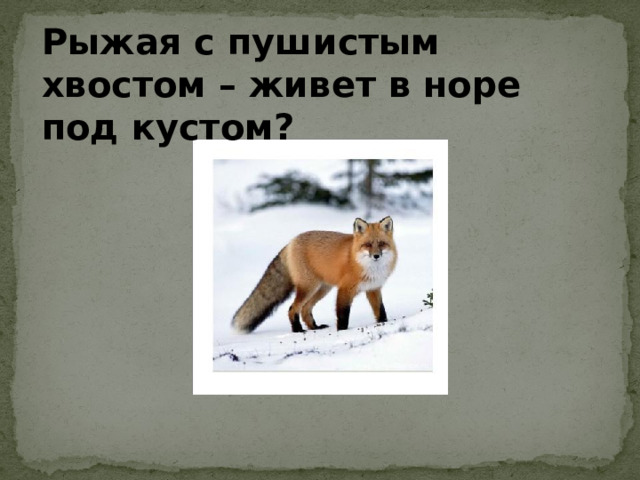Рыжая с пушистым хвостом – живет в норе под кустом? Рыжая с пушистым хвостом – живет в норе под кустом