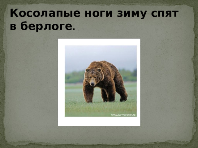 Косолапые ноги зиму спят в берлоге . Рыжая с пушистым хвостом – живет в норе под кустом