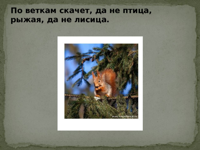 По веткам скачет, да не птица, рыжая, да не лисица. Рыжая с пушистым хвостом – живет в норе под кустом