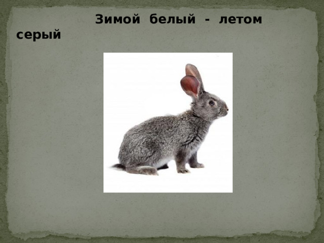 Зимой белый - летом серый
