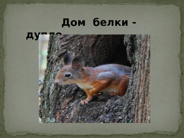 Дом белки - дупло Дом белки – дупло