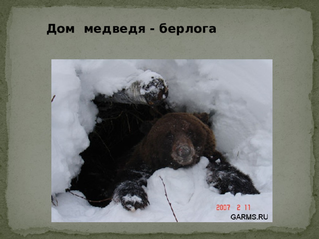 Дом медведя - берлога
