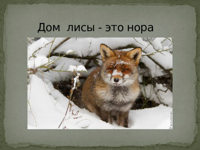 Дом лисы - это нора