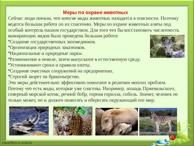Меры по охране животных Сейчас люди поняли, что многие виды животных находятся в опасности. Поэтому ведется большая работа по их спасению. Меры по охране животных взяты под особый контроль нашим государством. Для того что бы восстановить численность вымирающих видов была проведена большая работа: Создание государственных заповедников. Организация природных заказников. Национальные и природные парки. Размножение в неволе, затем выпускают в естественную среду. Устанавливают сроки и правила охоты. Создание очистных сооружений на предприятиях. Строгий запрет на браконьерство. Эти меры действительно эффективно помогают в решении многих проблем. Потому что есть виды, которые уже спасены. Например, лошадь Пржевальского, северный морской котик, речной бобр, горная горилла, соболь. Значит, человек не только может, но и должен помогать и оберегать окружающий его мир.