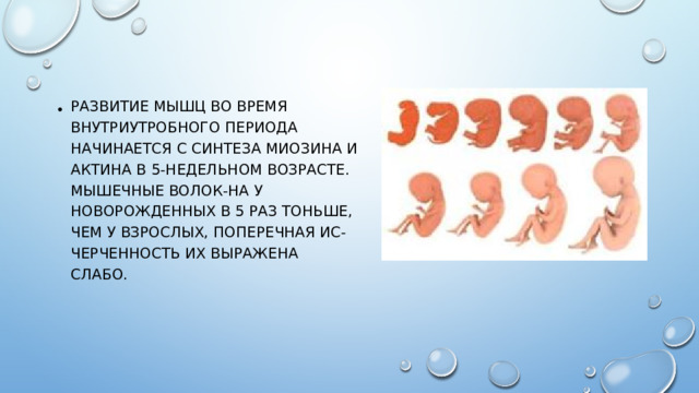 Развитие мышц во время внутриутробного периода начинается с синтеза миозина и актина в 5-недельном возрасте. Мышечные волок-на у новорожденных в 5 раз тоньше, чем у взрослых, поперечная ис-черченность их выражена слабо.