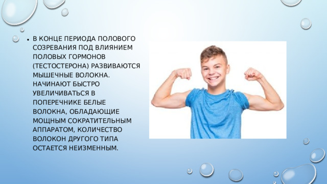 В конце периода полового созревания под влиянием половых гормонов (тестостерона) развиваются мышечные волокна. Начинают быстро увеличиваться в поперечнике белые волокна, обладающие мощным сократительным аппаратом, количество волокон другого типа остается неизменным.