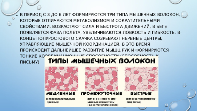 В период с 3 до 6 лет формируются три типа мышечных волокон, которые отличаются метаболизмом и сократительными свойствами. Возрастают сила и быстрота движений, в беге появляется фаза полета, увеличиваются ловкость и гибкость. В конце полуростового скачка созревают нервные центры, управляющие мышечной координацией. В это время происходит дальнейшее развитие мышц рук и формируются тонкие координационные способности (способность к письму).